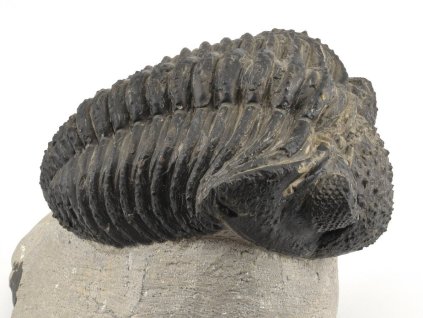 trilobit megalomanicus 9 (3)