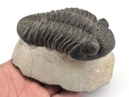 trilobit megalomanicus 10