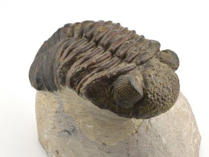 trilobit megalomanicus 11 (8)