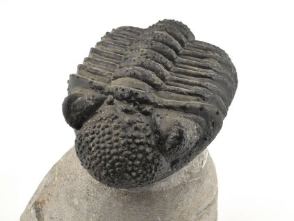 trilobit megalomanicus 12