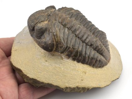 trilobit megalomanicus 14