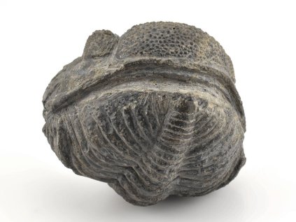 trilobit megalomanicus 15 (8)