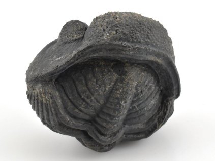 trilobit megalomanicus 16 (9)