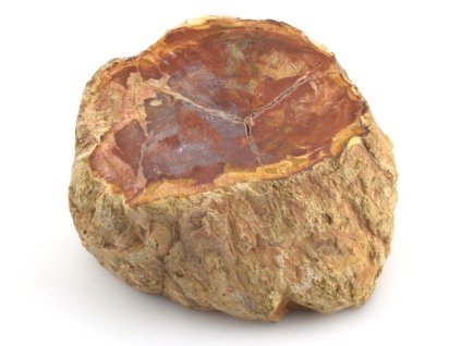 zkamenele drevo kmen 1