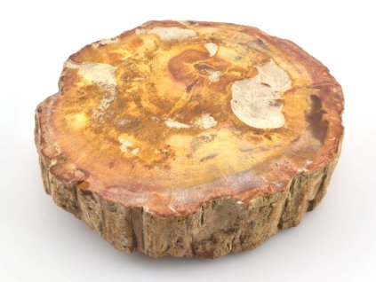 zkamenele drevo kmen 2