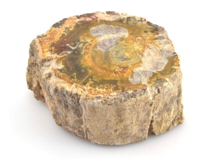 zkamenele drevo kmen 5a