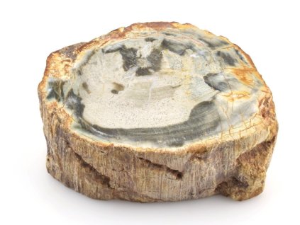 zkamenele drevo kmen 6