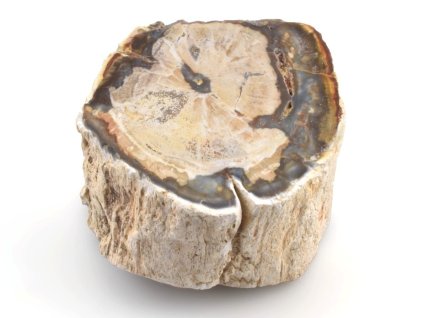 zkamenele drevo kmen 7