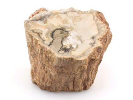 zkamenele drevo kmen 8