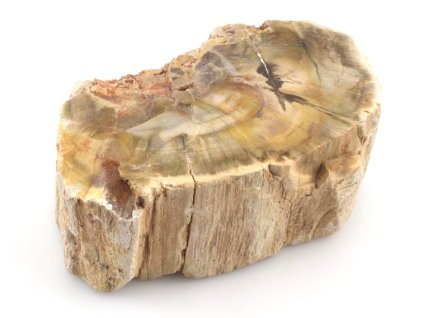 zkamenele drevo kmen 11a