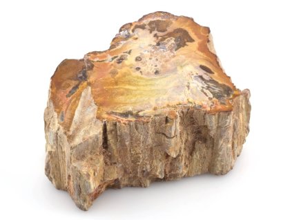 zkamenele drevo kmen 17