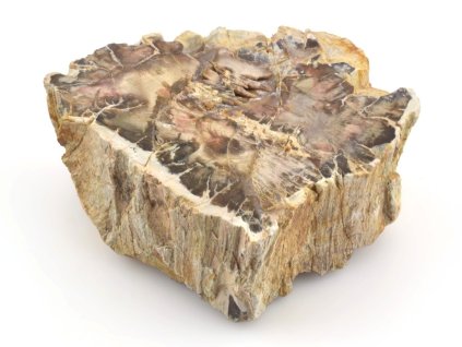 zkamenele drevo kmen 19