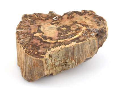 zkamenele drevo kmen 22