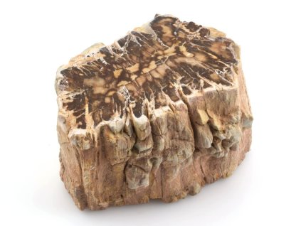 zkamenele drevo kmen 23