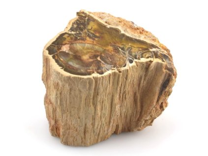 zkamenele drevo kmen 24
