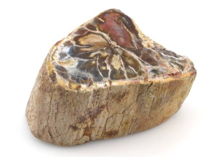 zkamenele drevo kmen 25