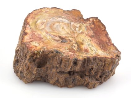 zkamenele drevo kmen 27