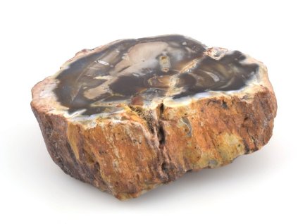 zkamenele drevo kmen 28