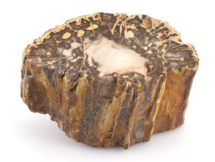 zkamenele drevo kmen 29