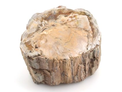 zkamenele drevo kmen 30a