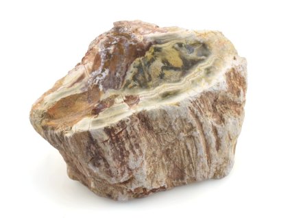 zkamenele drevo kmen 32