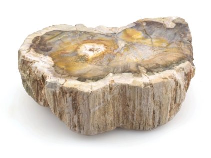 zkamenele drevo kmen 33