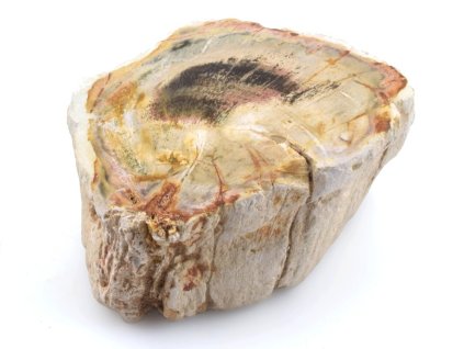 zkamenele drevo kmen 35