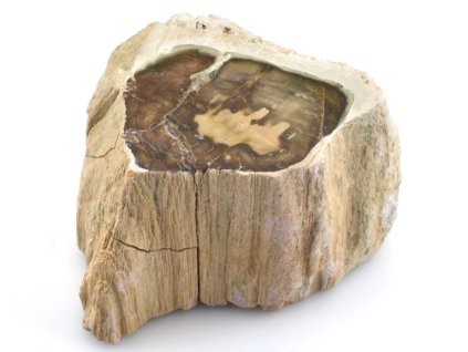 zkamenele drevo kmen 36