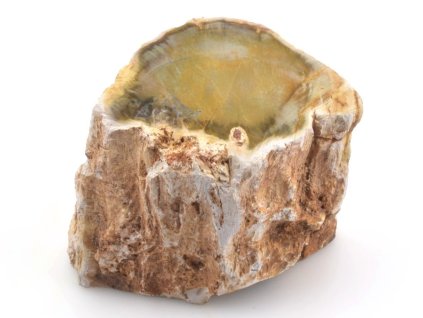 zkamenele drevo kmen 41