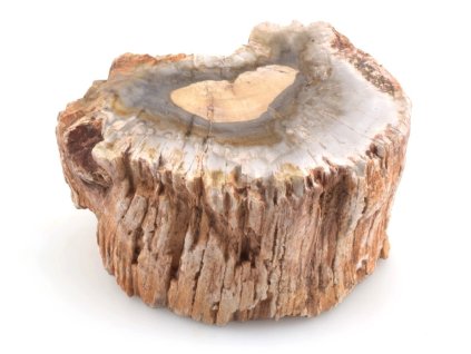 zkamenele drevo kmen 42