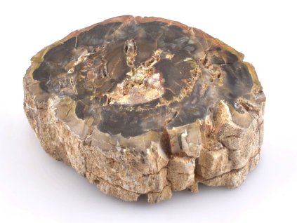 zkamenele drevo kmen 44