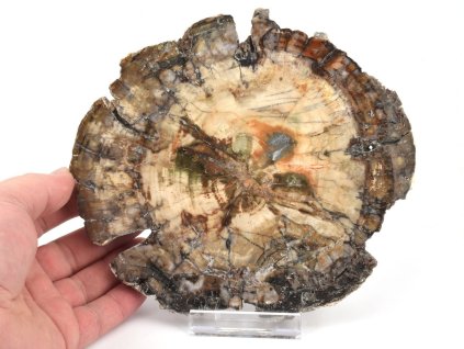 zkamenele drevo plat xl 1a