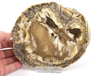 zkamenele drevo plat xl 2a