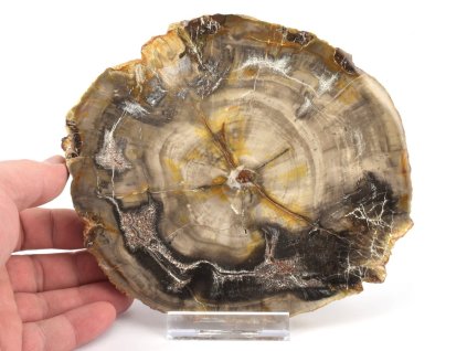 zkamenele drevo plat xl 3a