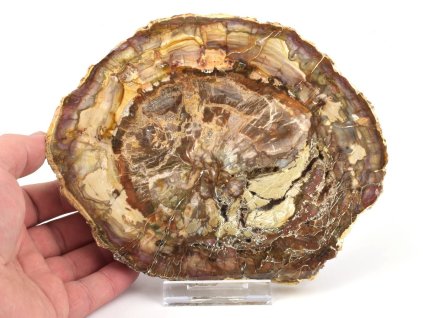 zkamenele drevo plat xl 11