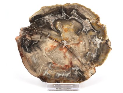 zkamenele drevo plat xl 12