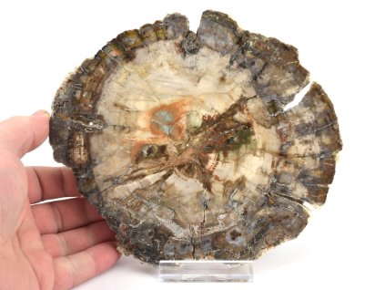 zkamenele drevo plat xl 17a