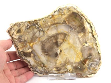 zkamenele drevo plat xl 20