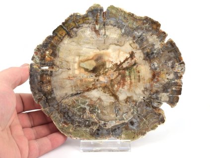 zkamenele drevo plat xl 22