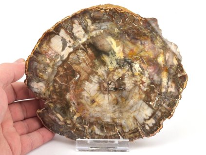 zkamenele drevo plat xl 24