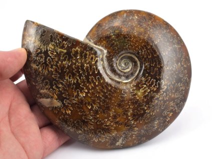 Fosilní amonit Cleoniceras z Madagaskaru s kresbou sutur.