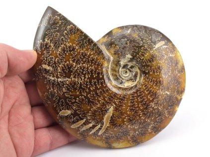 amonit celolesteny 4e