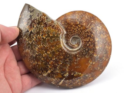 Zkamenělý amonit z období spodní křídy, celoleštěný kus.