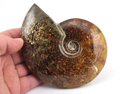 Zkamenělý amonit s výraznou strukturou schránky po leštění.