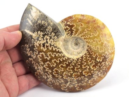 Zkamenělý amonit Cleoniceras s jasně patrnými suturami.