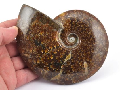 Zkamenělá schránka amonita s výraznou kresbou sutur.