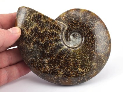 Zkamenělý amonit z Mahajangy s výraznými švy sutur.