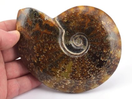 Sbírkový amonit Cleoniceras s estetickou strukturou.