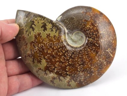 Celoleštěný amonit Cleoniceras z oblasti Mahajanga.