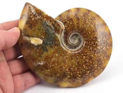 Zkamenělý amonit z Madagaskaru vhodný pro sběratele.